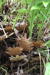 Drynaria pleuridioides