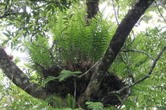 Drynaria pleuridioides