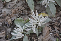 Colebrookea oppositifolia