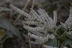 Colebrookea oppositifolia