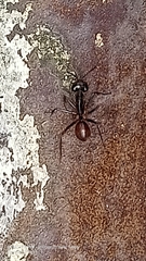 Dinomyrmex gigas