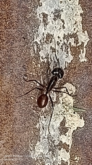 Dinomyrmex gigas