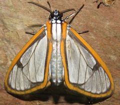 Hyalurga urioides image