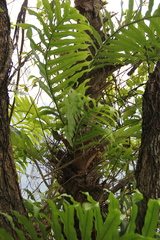 Drynaria quercifolia