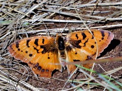 Catacroptera cloanthe cloanthe