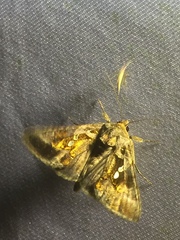 Chrysodeixis papuasiae