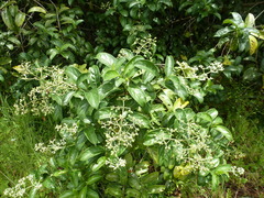 Gaertnera paniculata
