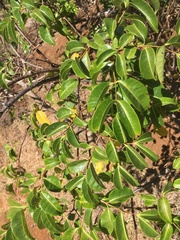 Cryptostegia madagascariensis