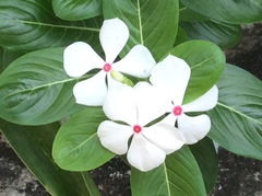 Catharanthus roseus