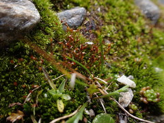 Dicranella subulata
