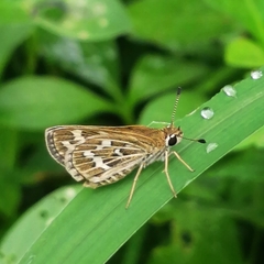 Taractrocera maevius