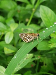 Taractrocera maevius