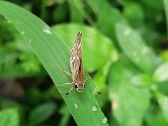 Taractrocera maevius