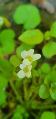 Cardamine corymbosa