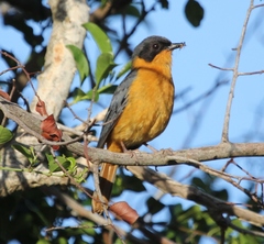 Cossypha dichroa dichroa