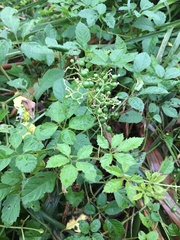 Causonis japonica