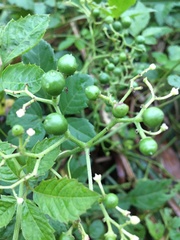 Causonis japonica