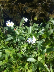 Myosotis scorpioides
