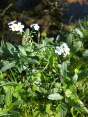 Myosotis scorpioides