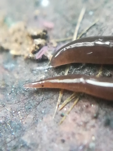 Snake-headed Flatworm, photo 3 of 10