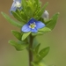 Corn Speedwell - Photo (c) AnneTanne, some rights reserved (CC BY-NC)