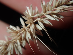 Echinopogon caespitosus
