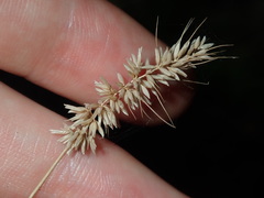 Echinopogon caespitosus