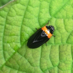 Phymatostetha deschampsi