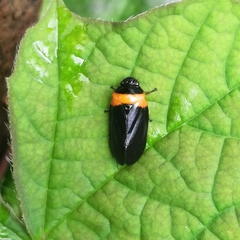 Phymatostetha deschampsi