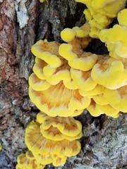 Laetiporus sulphureus