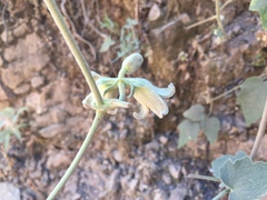 Clematis buchananiana