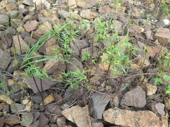 Bidens parviflora