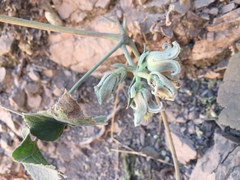 Clematis buchananiana