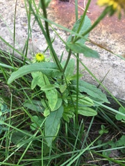 Pentanema britannica