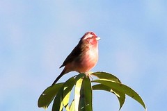 Carpodacus edwardsii