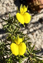 Gompholobium capitatum