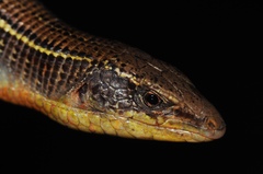 Gerrhosaurus nigrolineatus