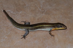 Gerrhosaurus nigrolineatus