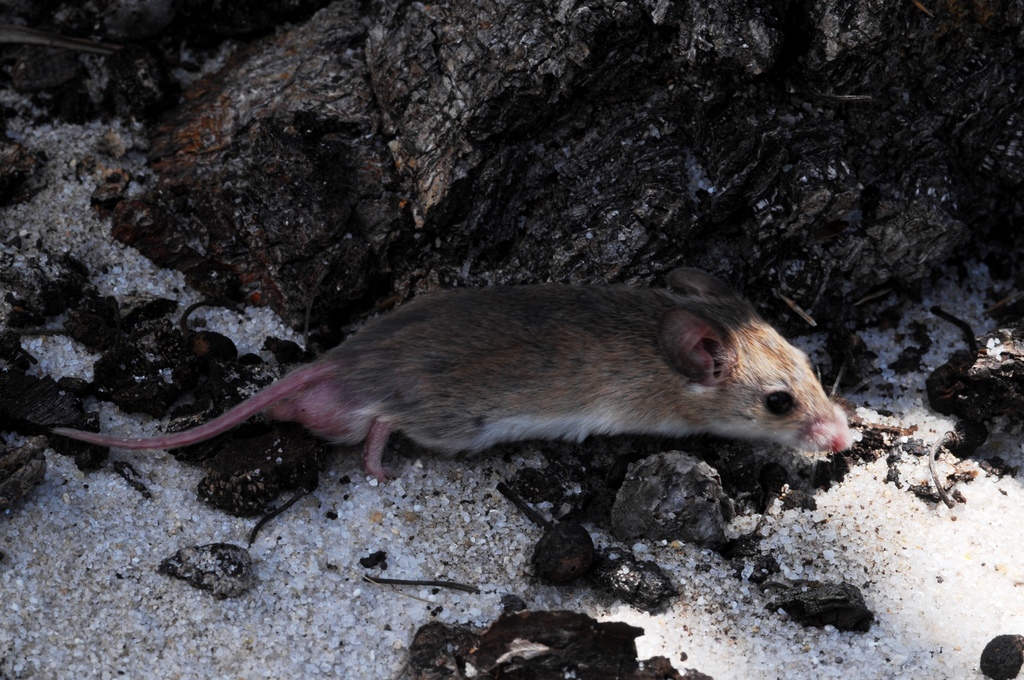 Common Fat Mouse