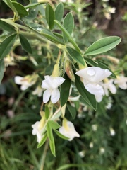 Chamaecytisus prolifer