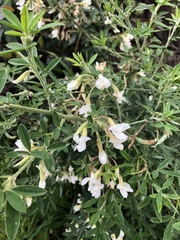 Chamaecytisus prolifer