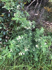 Chamaecytisus prolifer