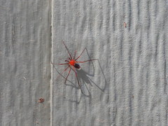 Dimidamus dimidiatus