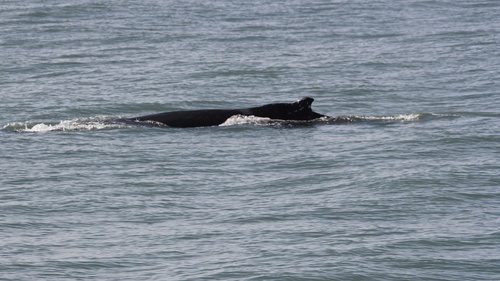 Humpback Whale photographed in Virginia