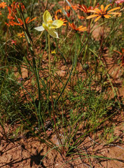Cyanella alba flavescens