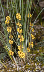 Lomandra glauca