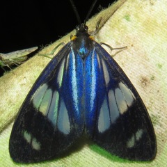 Image of Hadesina caerulescens
