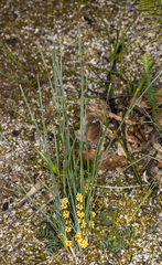 Lomandra glauca