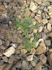 Bidens parviflora