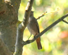 Phoenicurus ochruros gibraltariensis